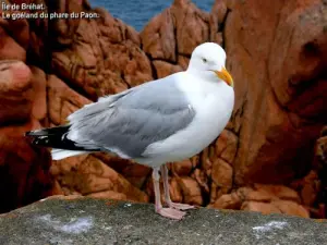 Pas du tout effarouché, le goéland (© Jean Espirat)