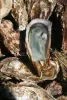 Les huîtres Marennes-Oléron