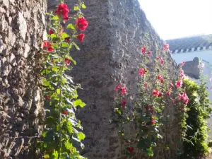 Roses trémières