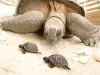 Schildpadden van de Crocodile Farm