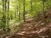 sentieri forestali dietro il lago (© Jean Espirat)