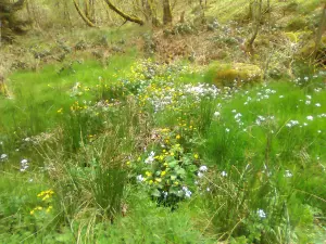 flores da primavera ao longo da trilha costa