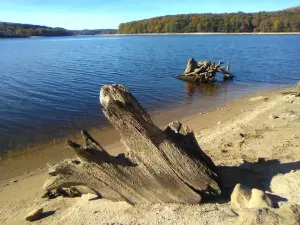 Curiosidade da natureza na costa...