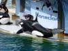 Orcas at Marineland