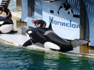 Les orques au Marineland