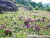 Floraison des iris nains (© Jean Espirat)