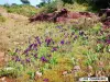 Floraison des iris nains (© Jean Espirat)
