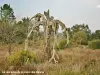 Le vieil arbre de la plaine des Maures (© Jean Espirat)