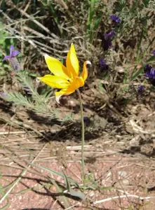 Woodland tulip - Plain of the Moors (© Jean Espirat)