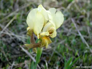 Flora of the plain of the Moors (© Jean Espirat)