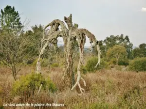 The old tree of the plain of the Moors (© Jean Espirat)