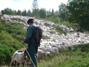 Transhumance