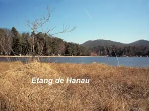 Roselière-tourbière de l'étang de Hanau (© Jean Espirat)