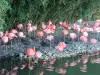 Flamants roses (© J.E)