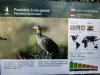 Informations sur le Francolin à cou jaune