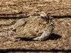 Francolin à cou jaune