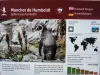 Informations sur le Manchot de Humboldt