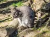 Wallaby de Bennett (© J.E)