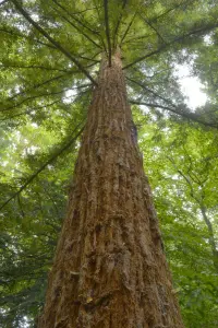 Una delle Sequoie Park Castle Acquigny