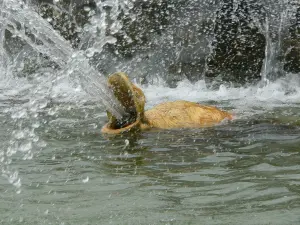 Versailles - water Games (© Frantz)