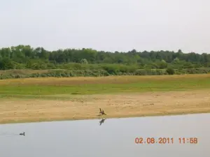 Un cormorán parece que el calor mediante la expansión de sus alas!