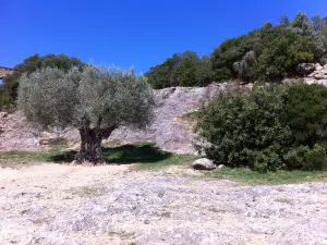 Olivier du Pont du Gard (© A Gauche du Pont)