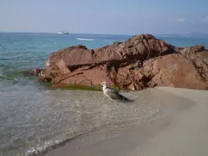 Beach of Palombaggia