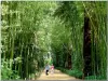Anduze竹のプランテーションの路地
