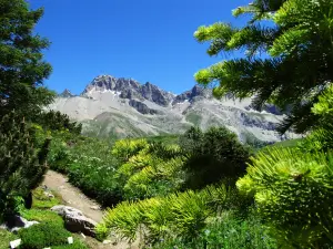 Jardin du Lautaret