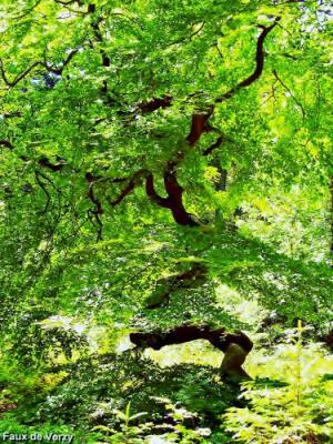 The Reims Mountain Regional Nature Park Tourism Holiday