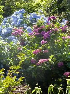 Gardens Renaudies, floral park in Colombiers-du-Plessis