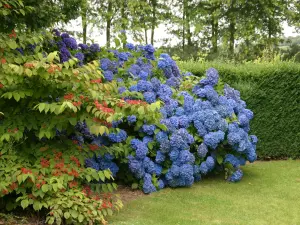 Gardens Renaudies of Floral Park in Colombiers-du-Plessis