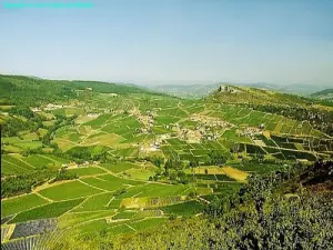 Panorama of the vineyard, from the top (© Jean Espirat )