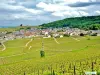 Vignoble et village de Verzenay, vus du moulin (© J.E)