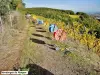 La cosechadora de uvas de Rangen debe estar atada (© Jean Espirat)