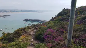 Heather of Cap d'Erquy