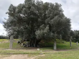 Olivier millénaire et statues menhirs