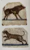 Orpheus mosaico (Panther e cinghiale)