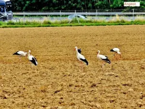 Nahrungssuche in Störche (© Jean Espirat )