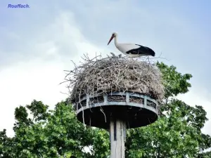 Storch im Park Rouffach (© Jean Espirat )