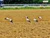 Storks foraging in ( © Jean Espirat )