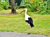 Stork in the yard of a house in Lauw ( © JE)