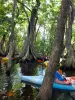 Spaziergang in den Mangroven