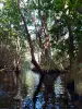 Spaziergang in den Mangroven