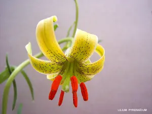 Flora (© J.E)