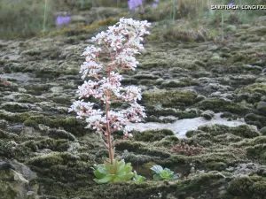 Lokale heimische Flora (© J.E)