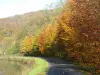 沿着横贯阿登秋天的颜色