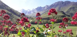 La valeriana en el primer plano