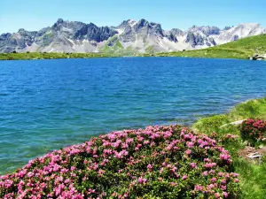 Lago Laramon, rododendros...