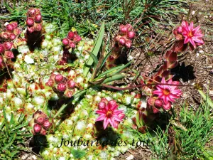 Flora - Plantas altitud grasa